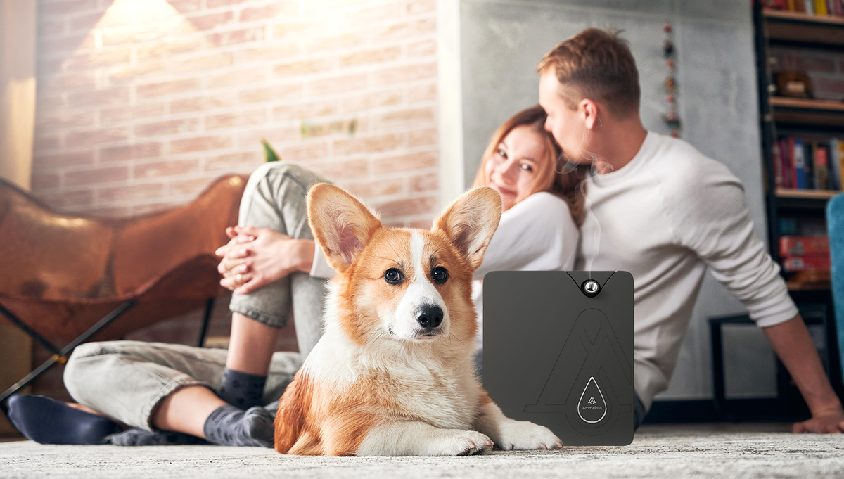 Are Essential Oils in Diffusers Safe for Pets?