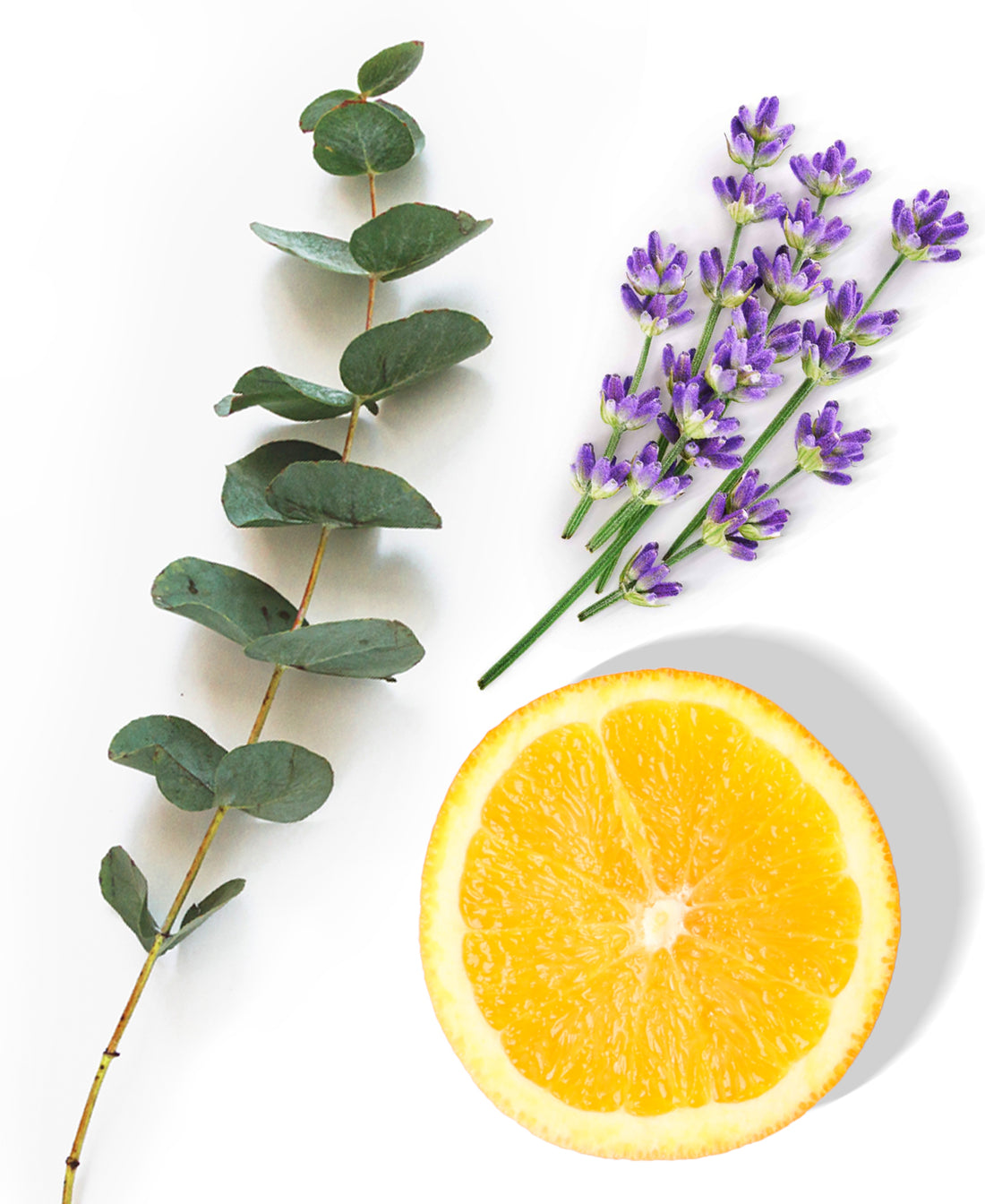Minty Eucalyptus Fragrance AP012 - AromaPlan